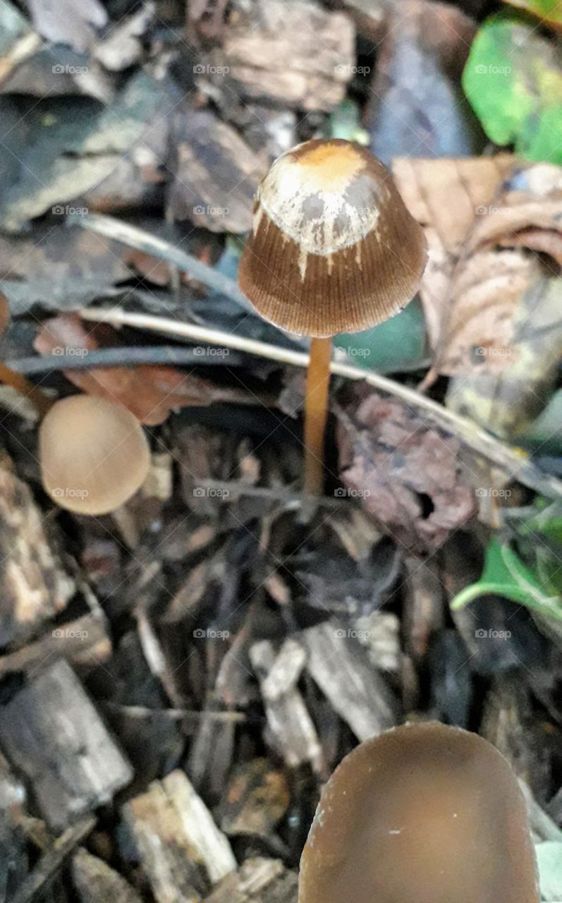 Strange mushroom shedding its cap