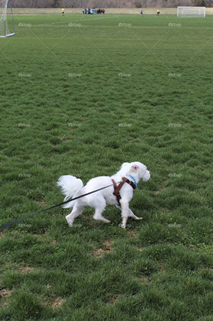 Doggie running around the soccer field 