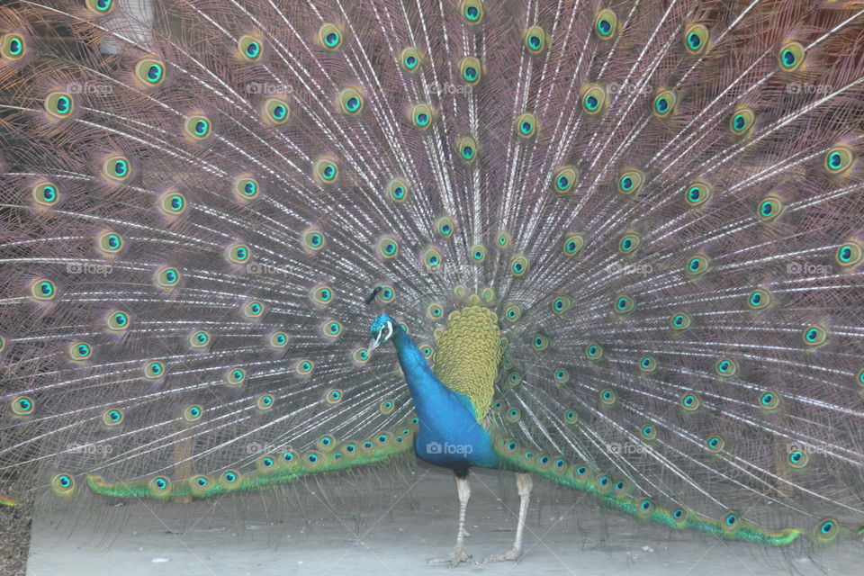 Peacock showing off 