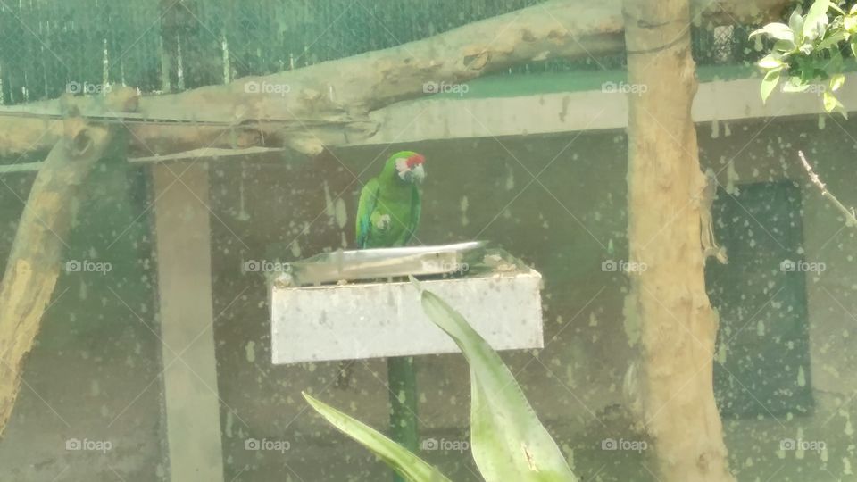 Parrot