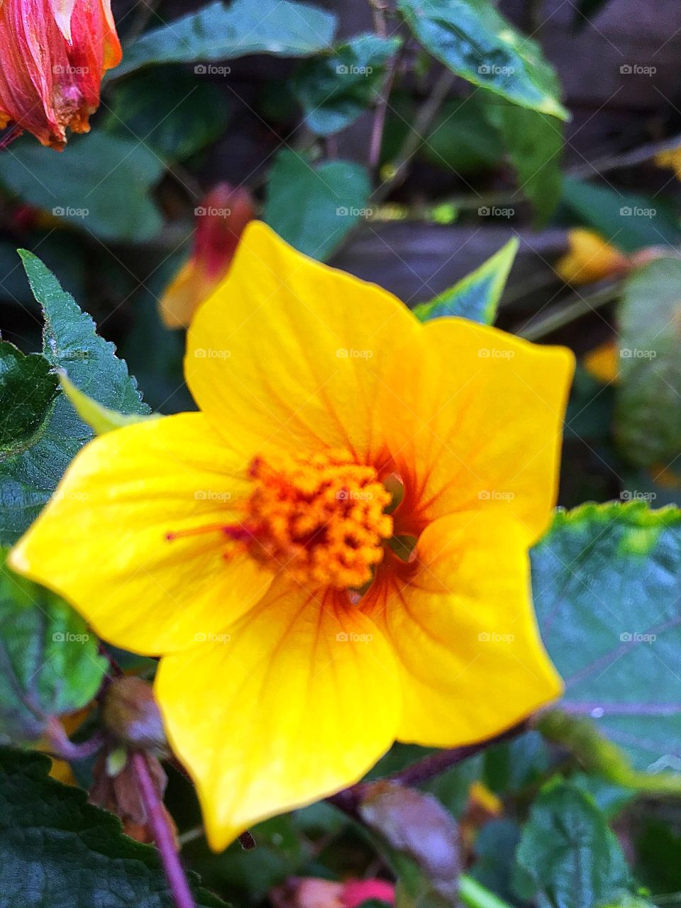 Kentish bell flower 