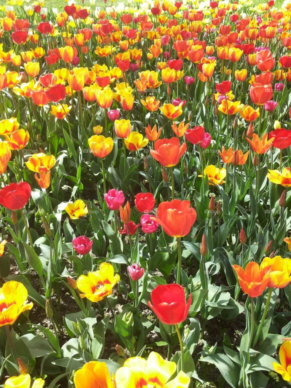 tulips