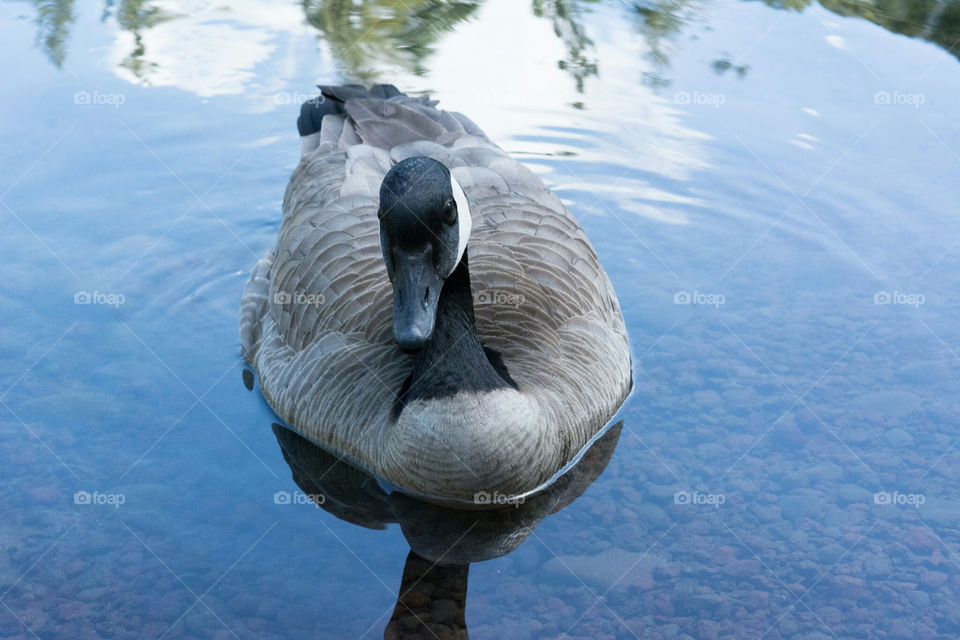 Goose Geese in Pond