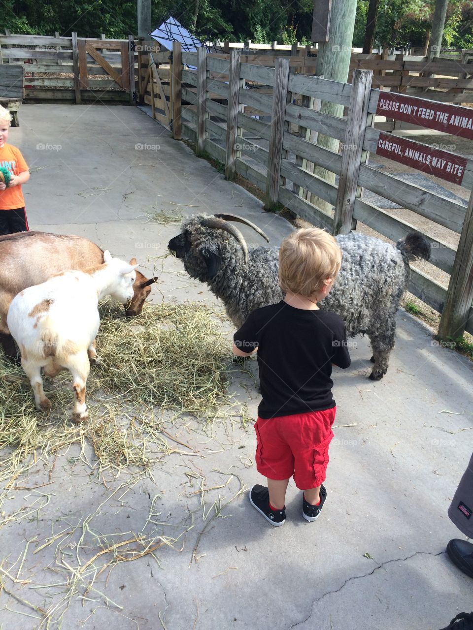 Columbus zoo this summer the grandkids love the goats