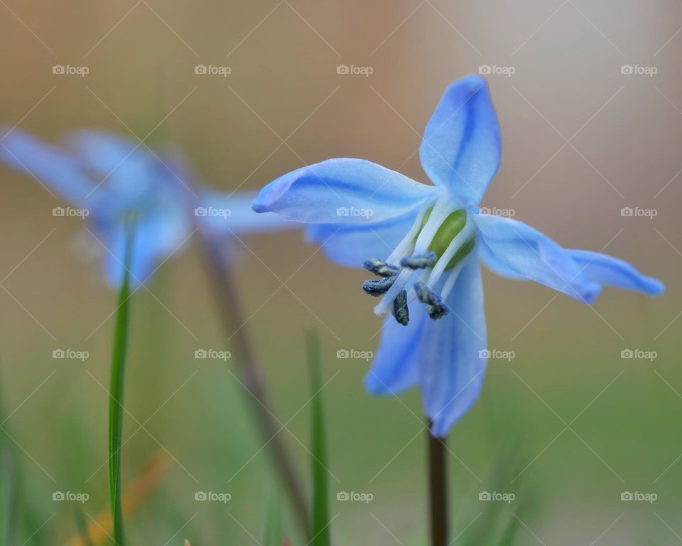 Blue spring flowers