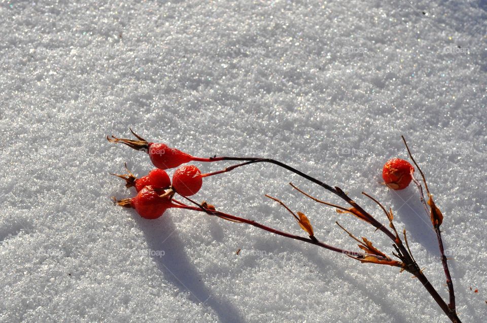 Red rose hips on the snow