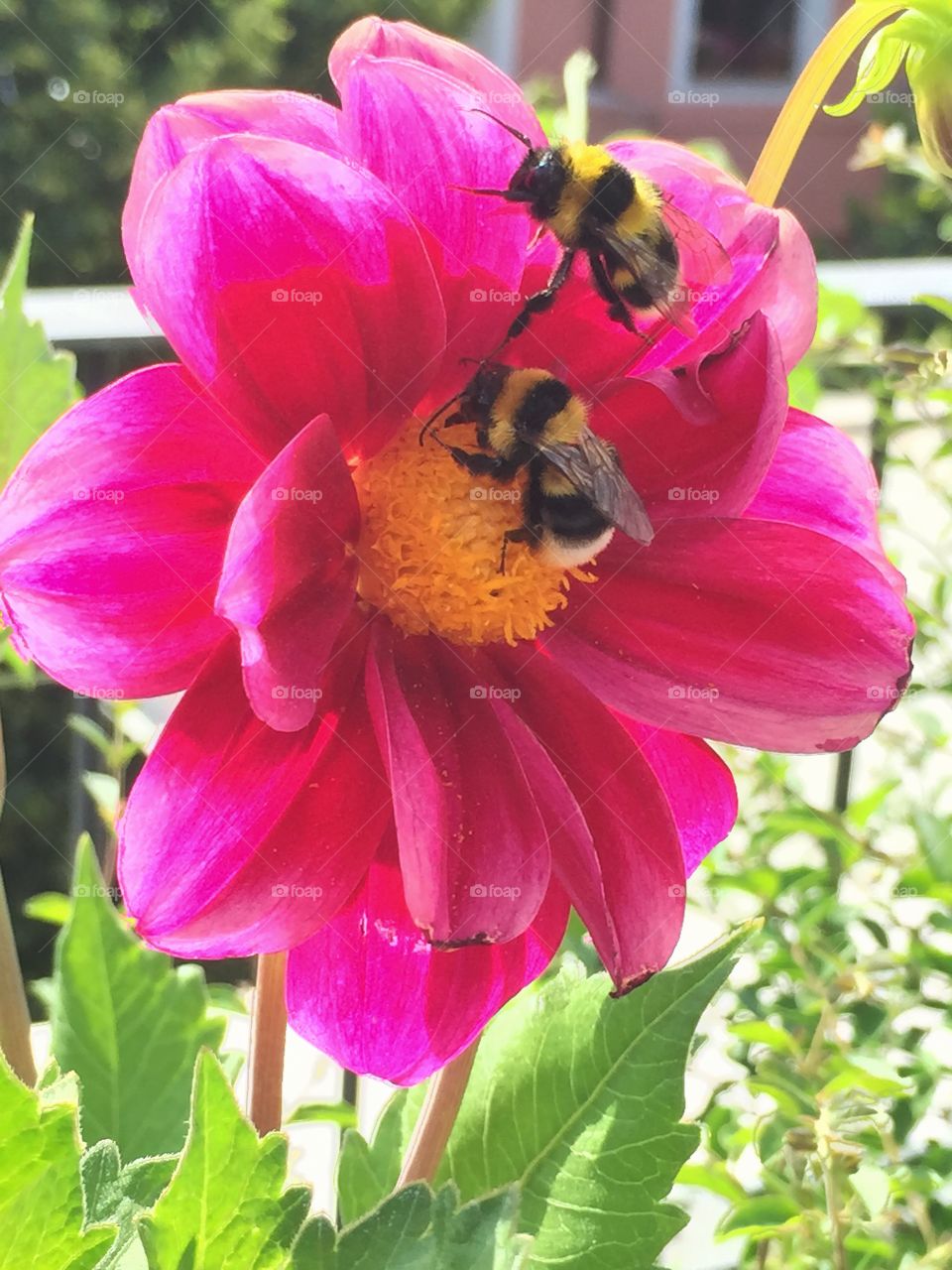 Insect take nectar. Two big bees take nectar over a big flower