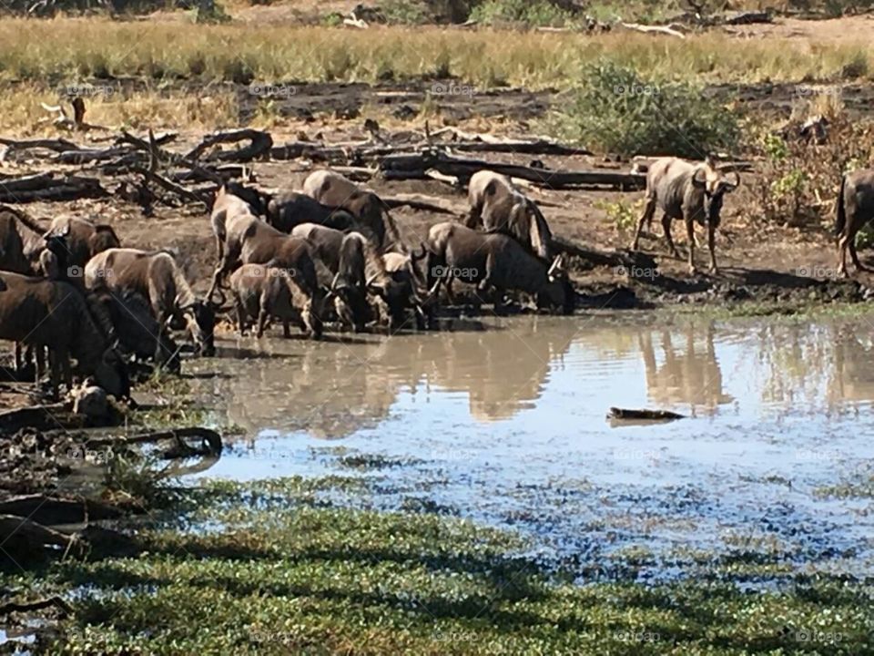 Kruger National Parl