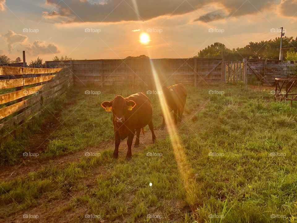 Cows in corral backlit at sunset 