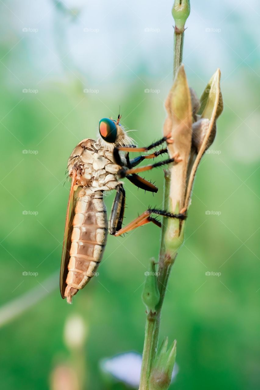 Robberfly