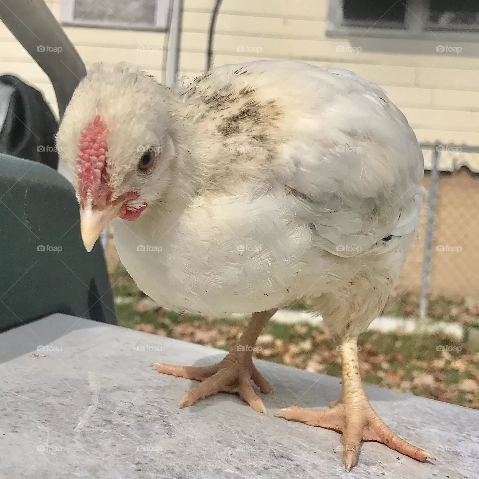Young & Cute Wheaten Americana Chick