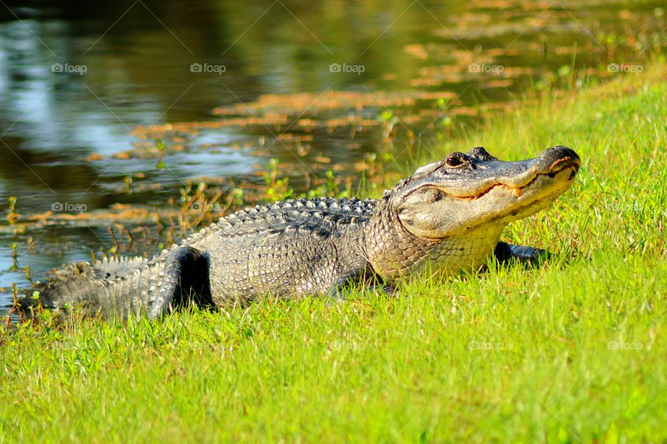 Alligator on grass