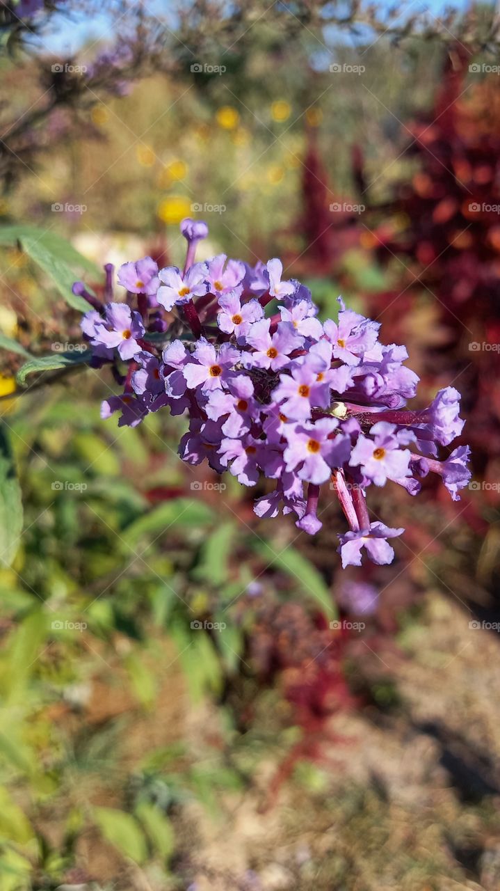 violet flower