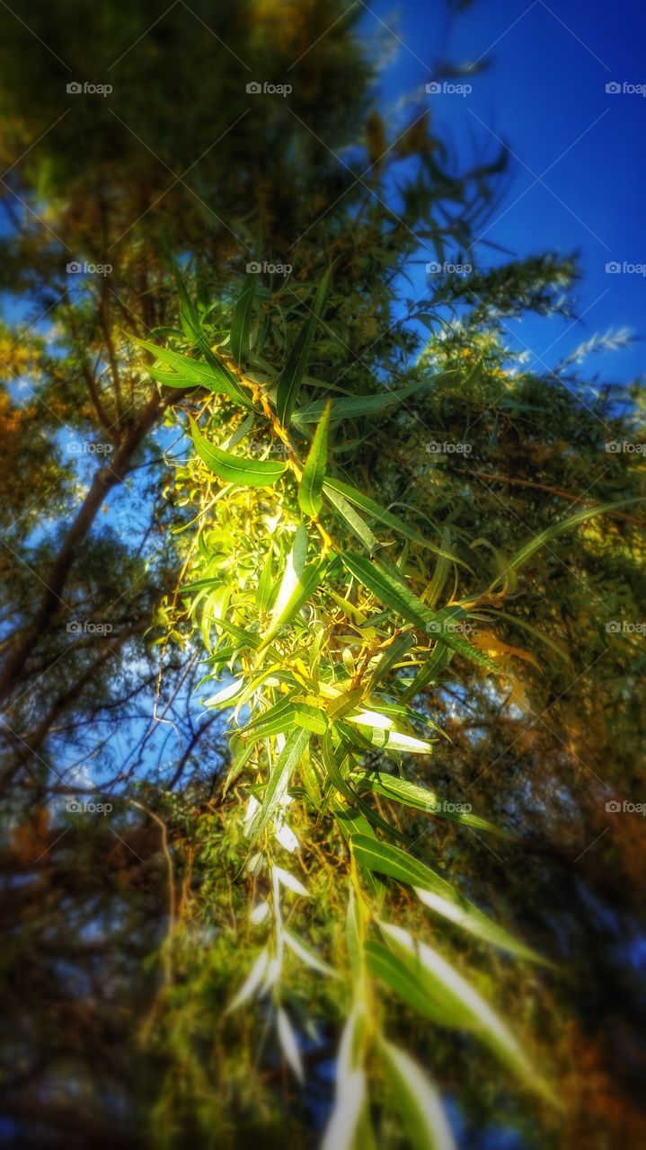 Weeping Willow 