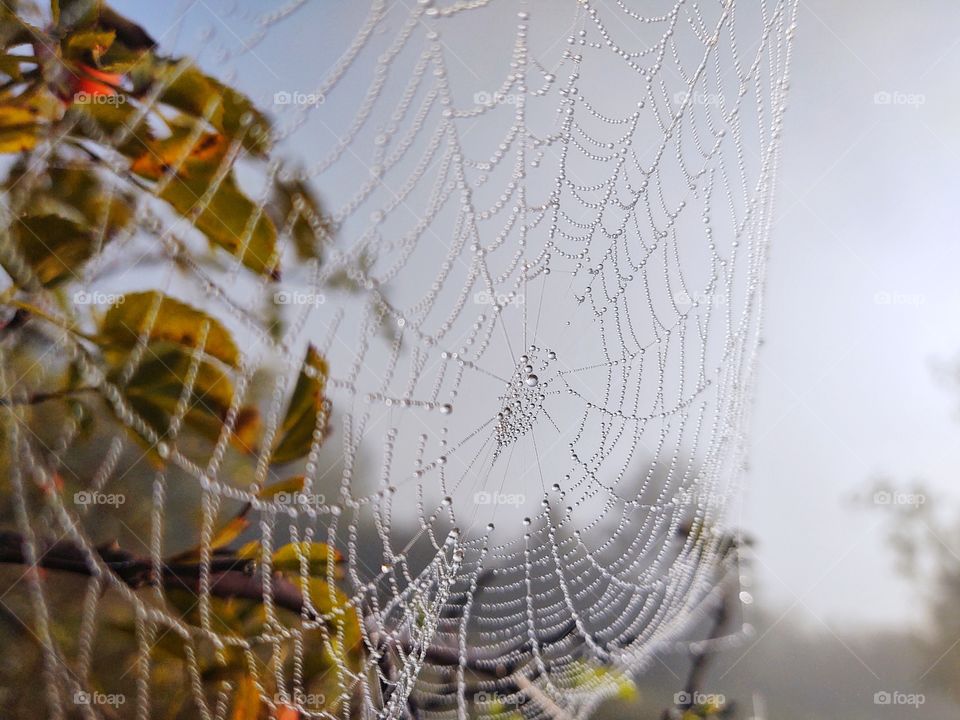 spider web covered with raindrops