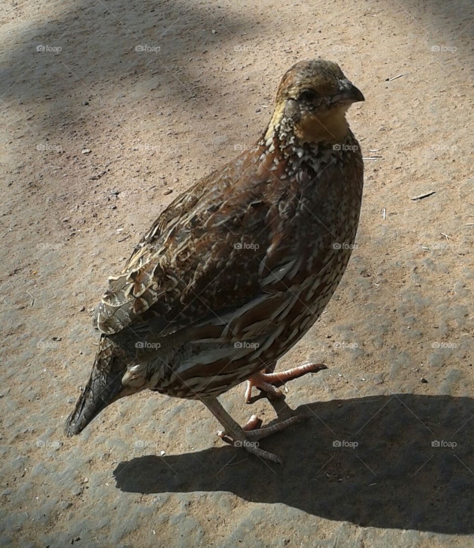 Bird, Animal, Wildlife, Poultry, Nature