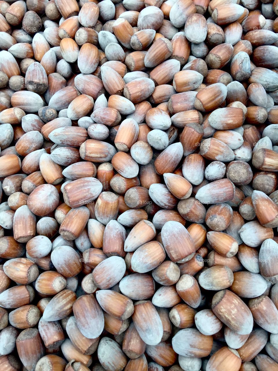 Close-up of a hazelnuts