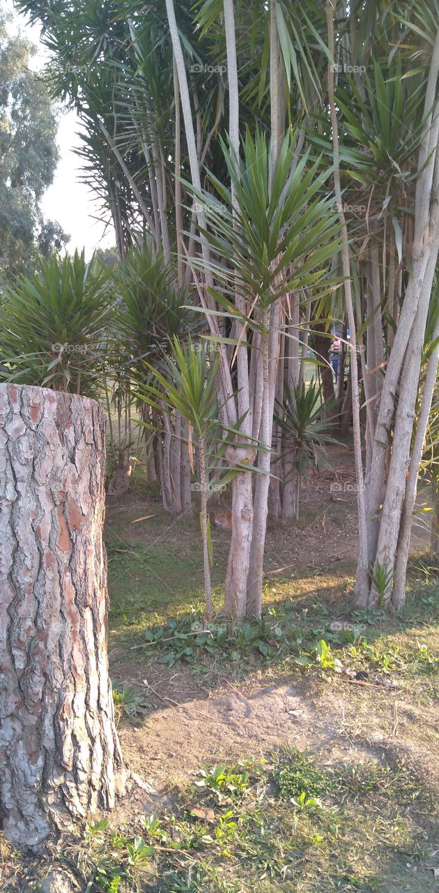 صور منطقة شجرية خيالية تستخدم للتصوير كخلفيات للافراح و مزار راح لمحبي التامل و مشاهدة الجمال الشجري والطبيعة
Pictures of a fictional tree area used for photography as wedding backgrounds and a shrine for lovers of contemplation and watching tree bea