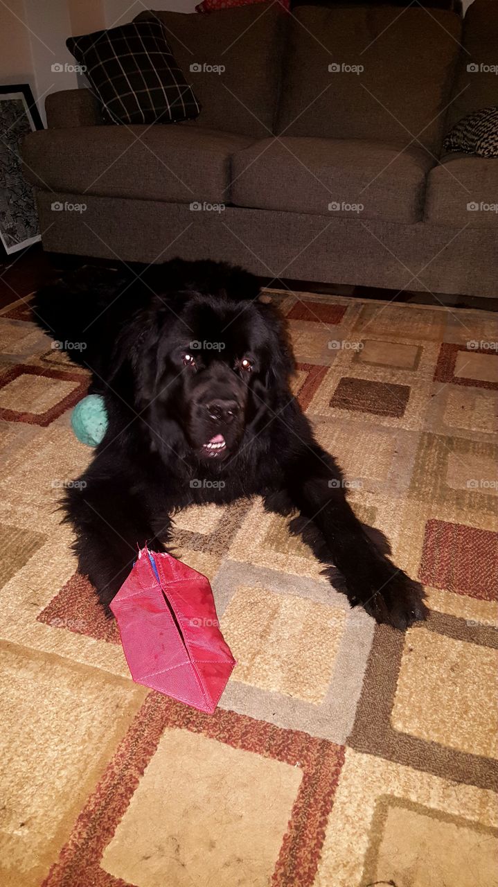 Dog, Mammal, Canine, Pet, Indoors