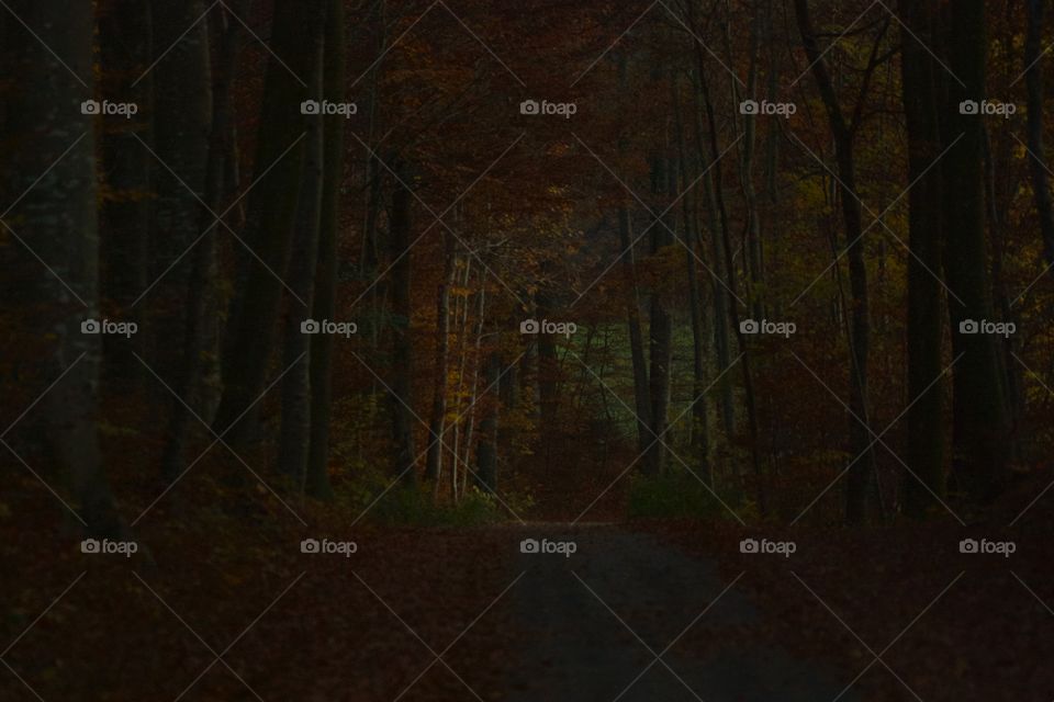 Scenic view of forest at night