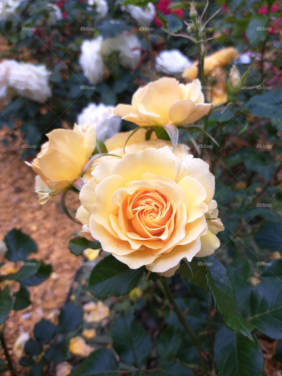 Yellow Rose