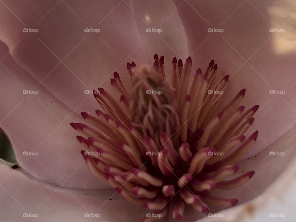 Really pretty flower from a tree