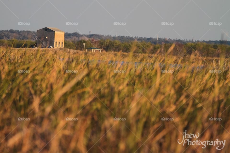 Lake Apopka Wildlife Drive- Golden Hour