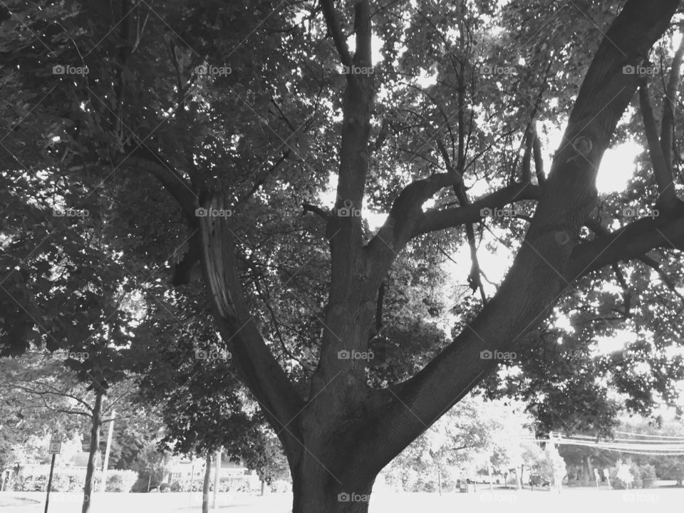 Large tree on my walk 