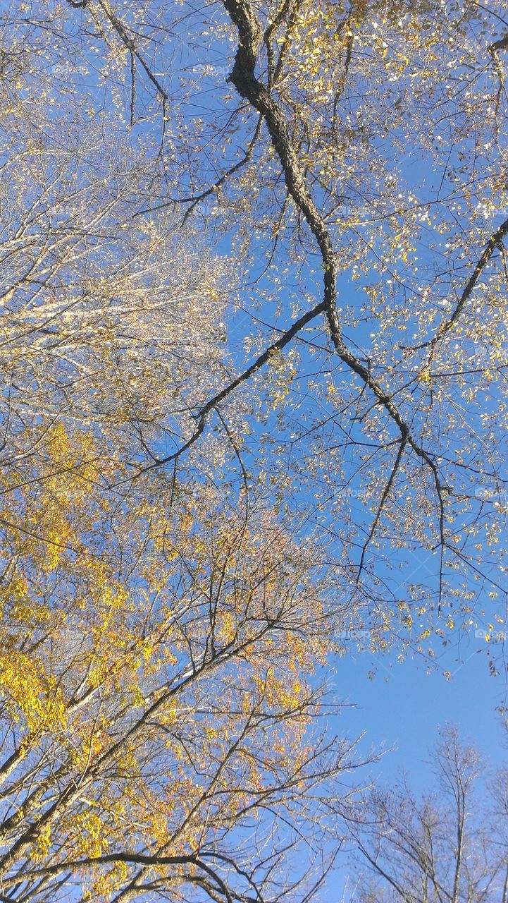 Tree, Branch, Season, Fall, Leaf