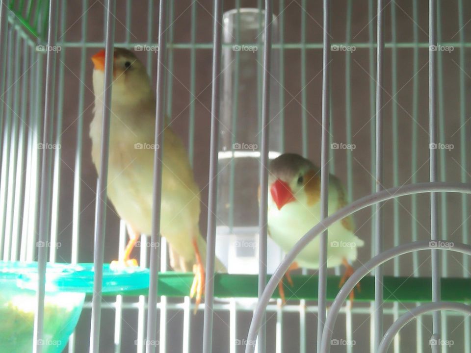  Colored birds inside the cage