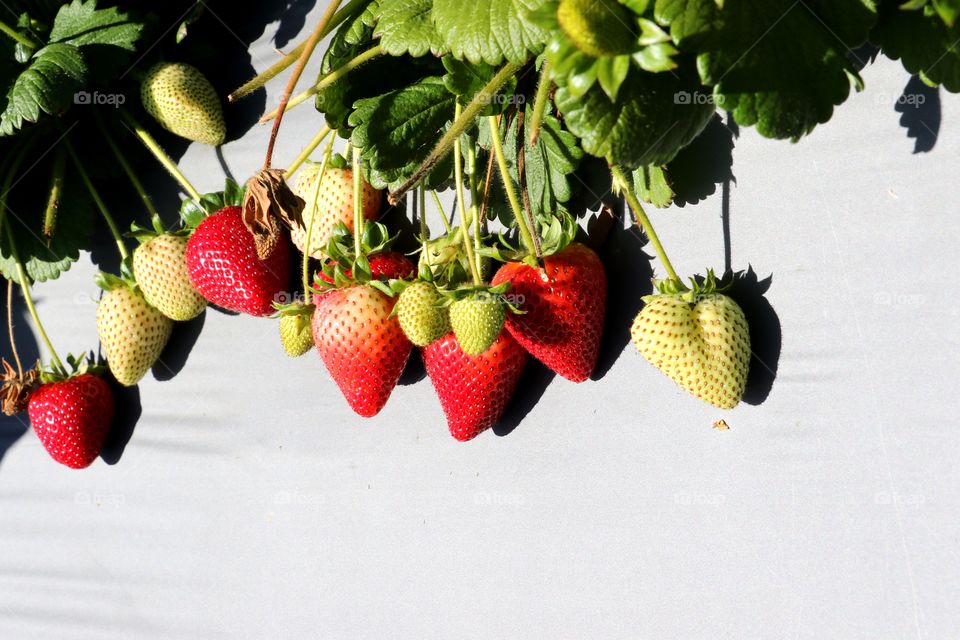 juicy strawberry pickings