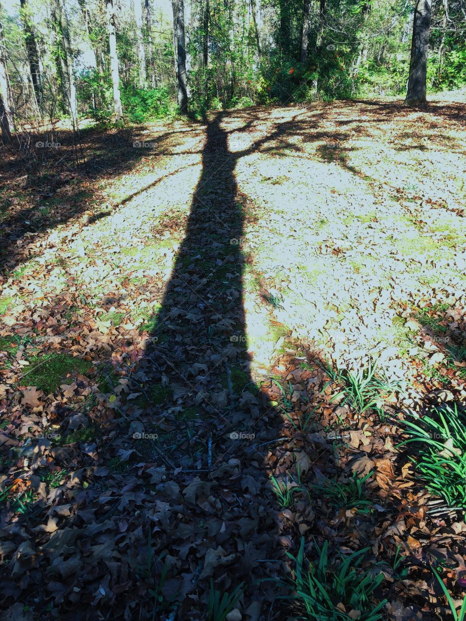 Shadow of old oak tree