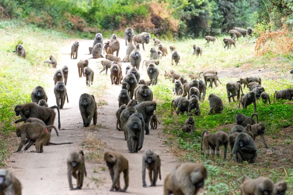 Lake Manyara National Park - massive troop of Baboons