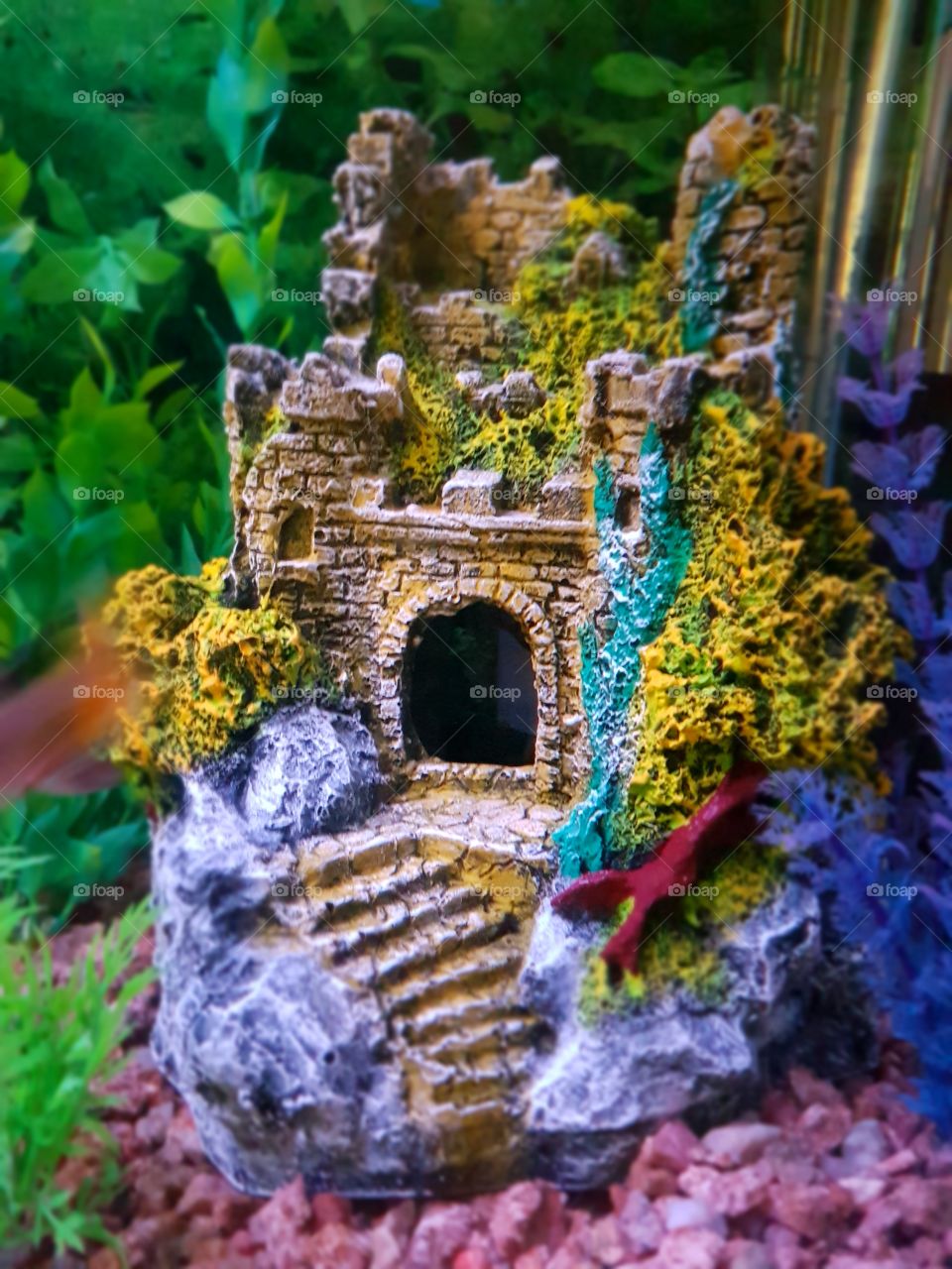 This is at the bottom of the aquarium.