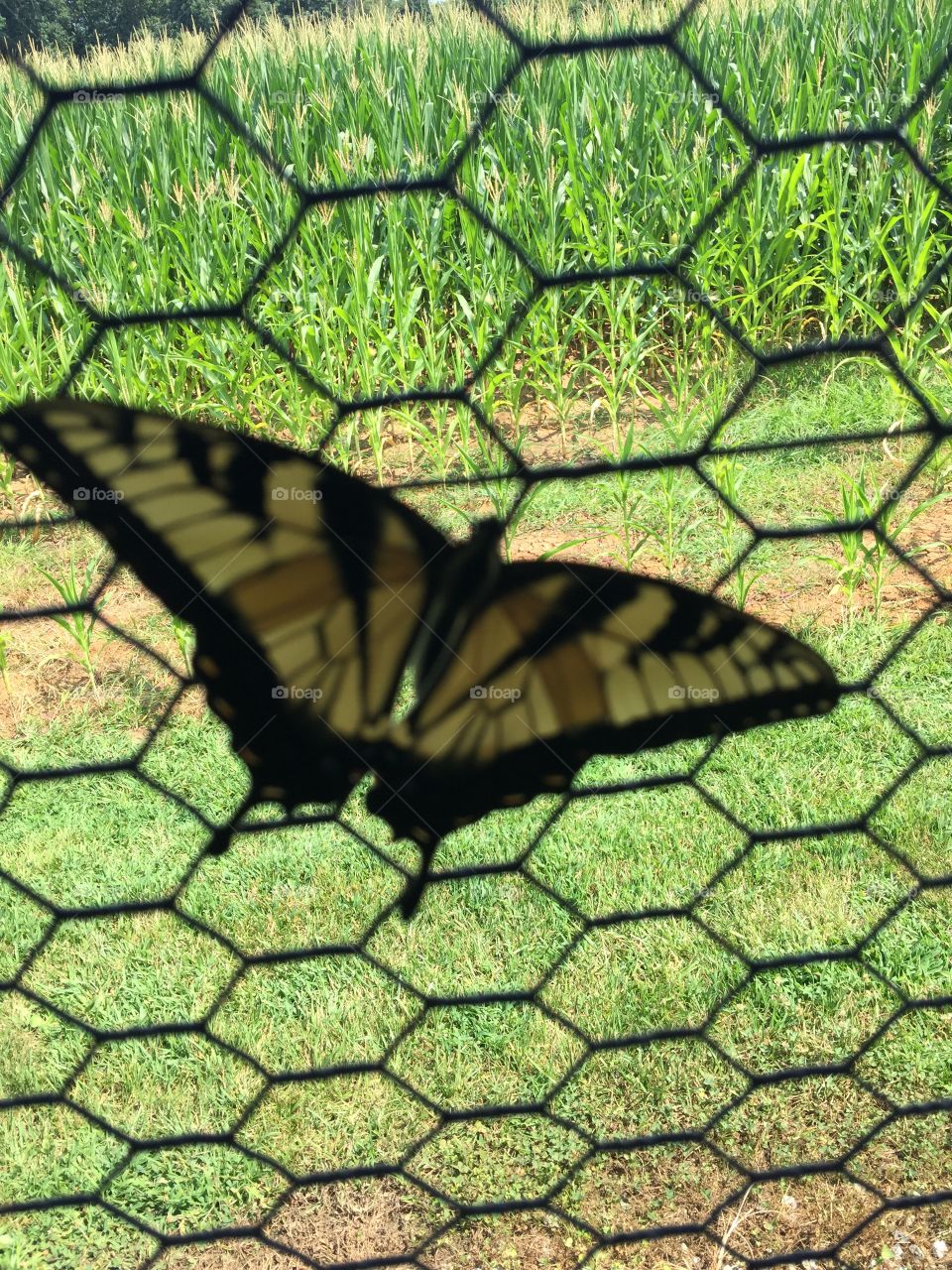 Monarch butterfly 