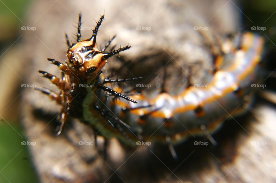 caterpillar close up. a macro shot of a caterpillar