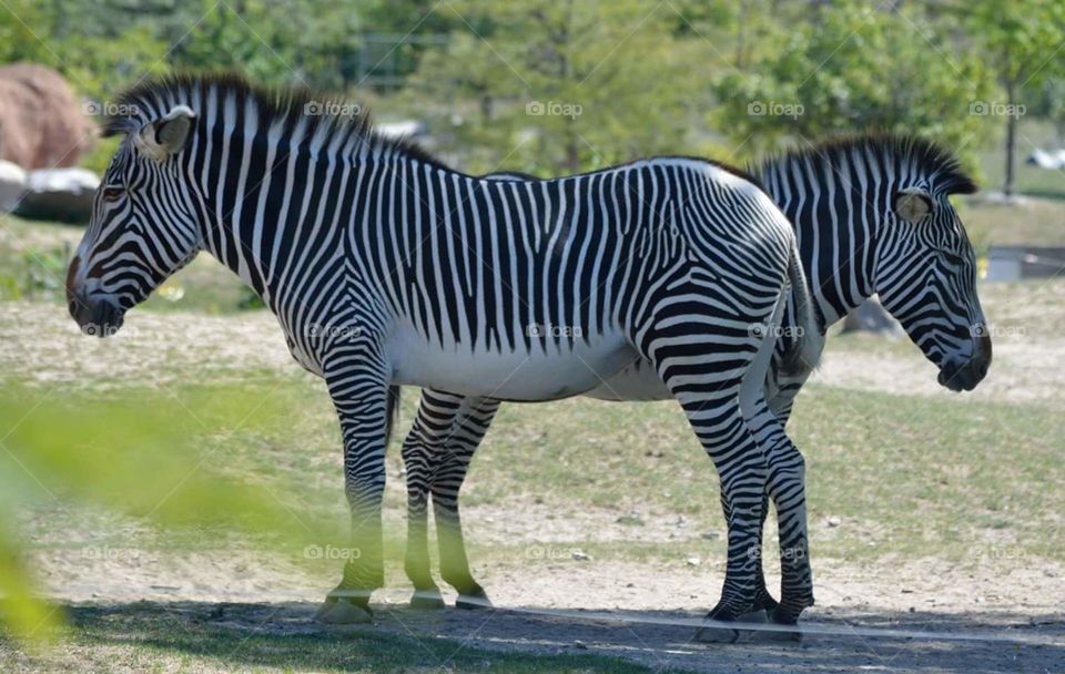 two headed Zebra