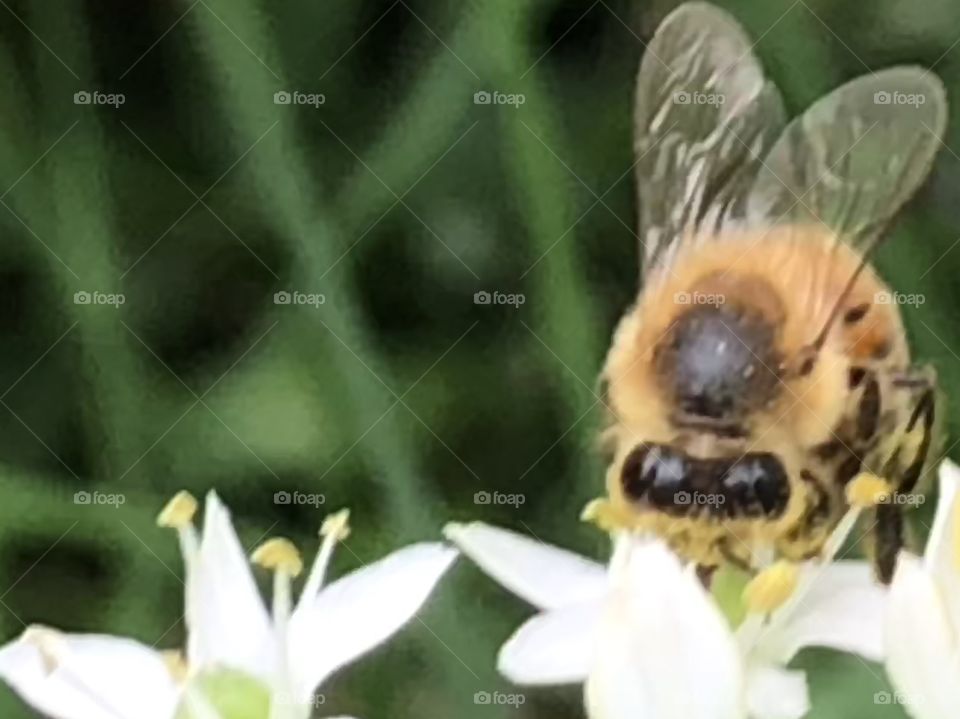 Honey bee close up