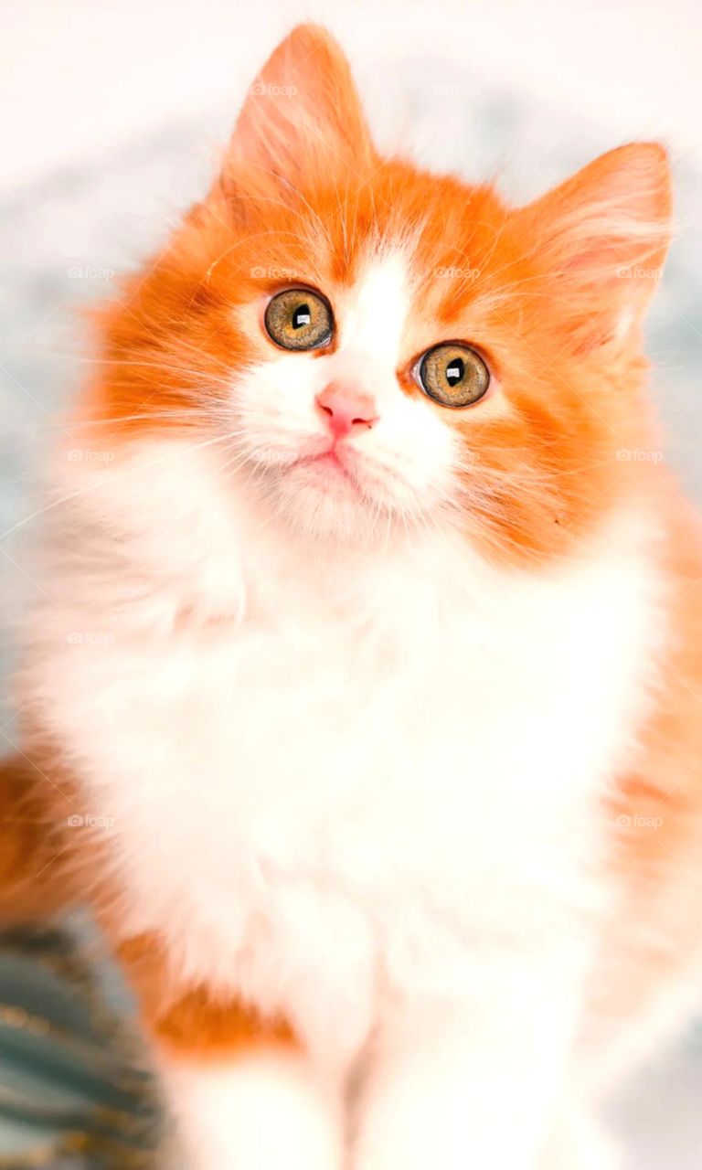 so cute cat it's look s so pretty and it's a most like domestic animal it's a very good animal so nice orange colour