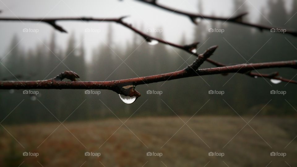 Bird, No Person, Nature, Winter, Water