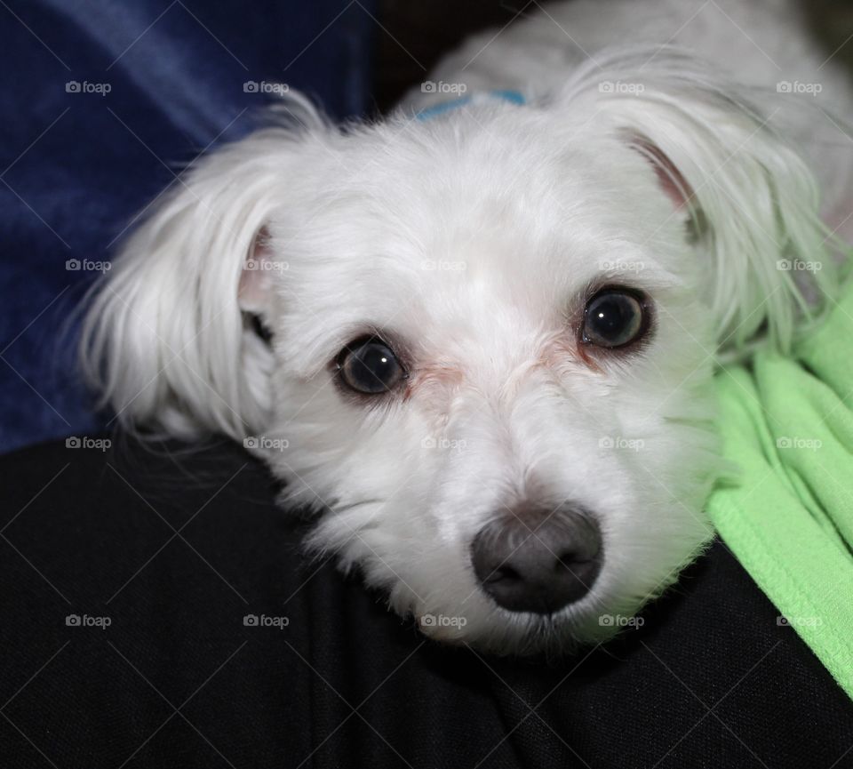 My dog’s beautiful eyes