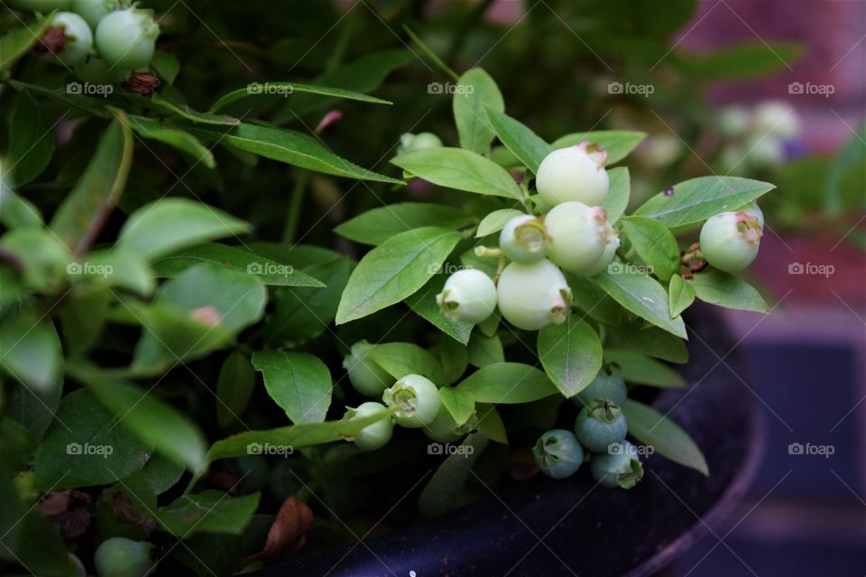 Blueberries on a bush ripening in the summer
