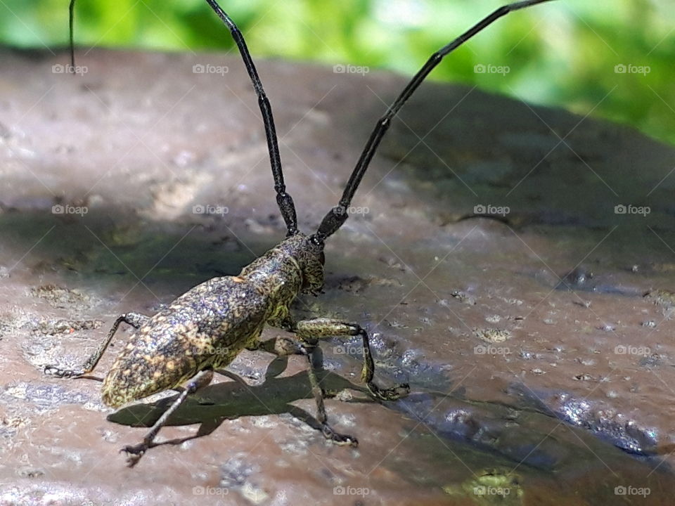 long horn beetle