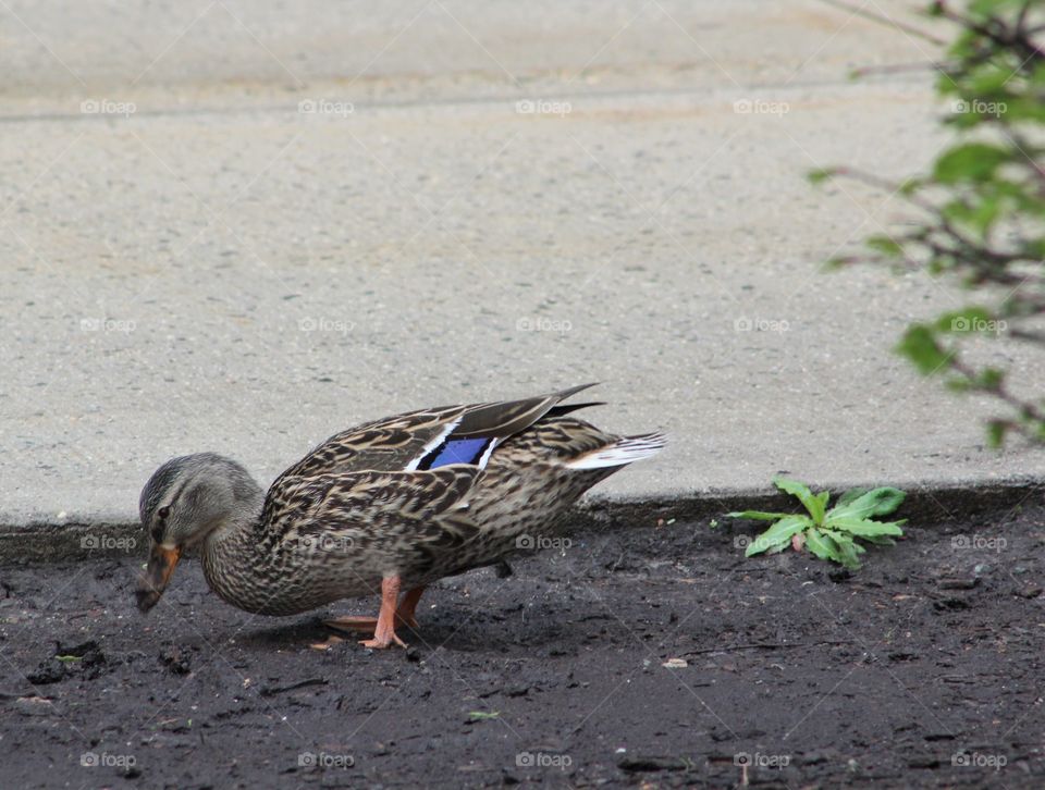 Female mallard duck feeding in mud after a rain
