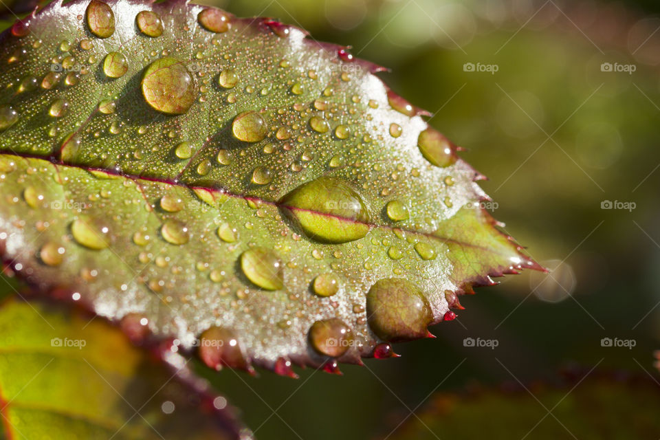 rain drops on a green leaf . amazing world of macro photo