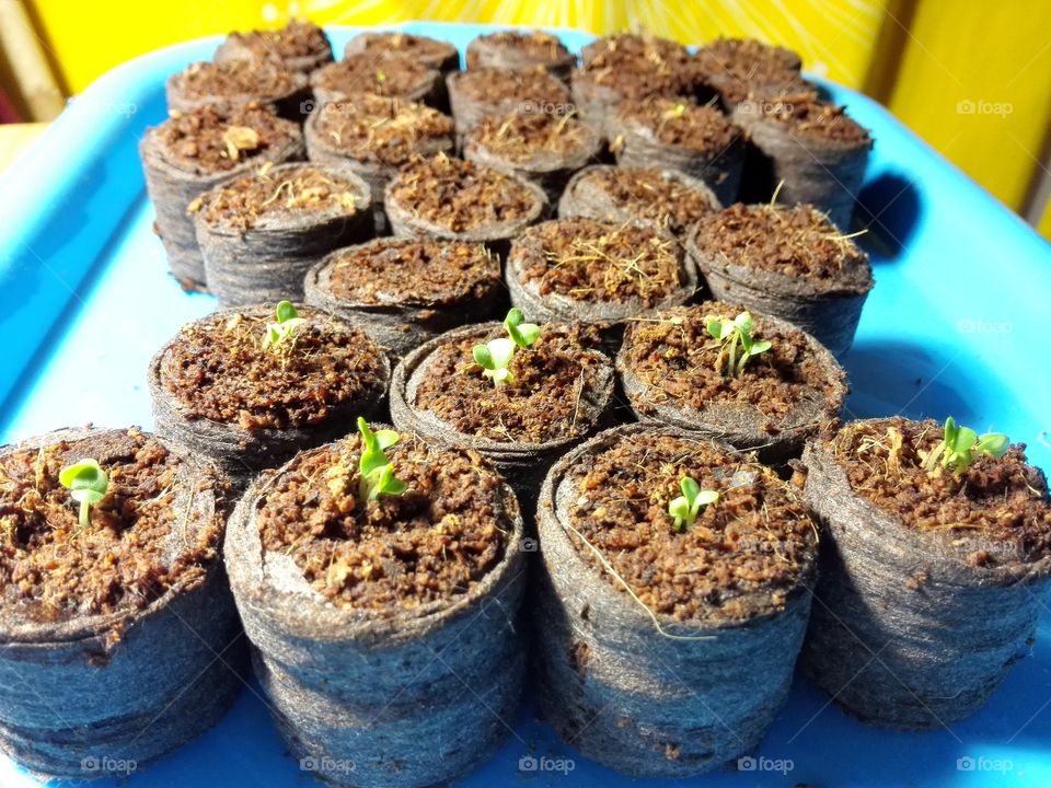 A vegetable garden on the windowsill.