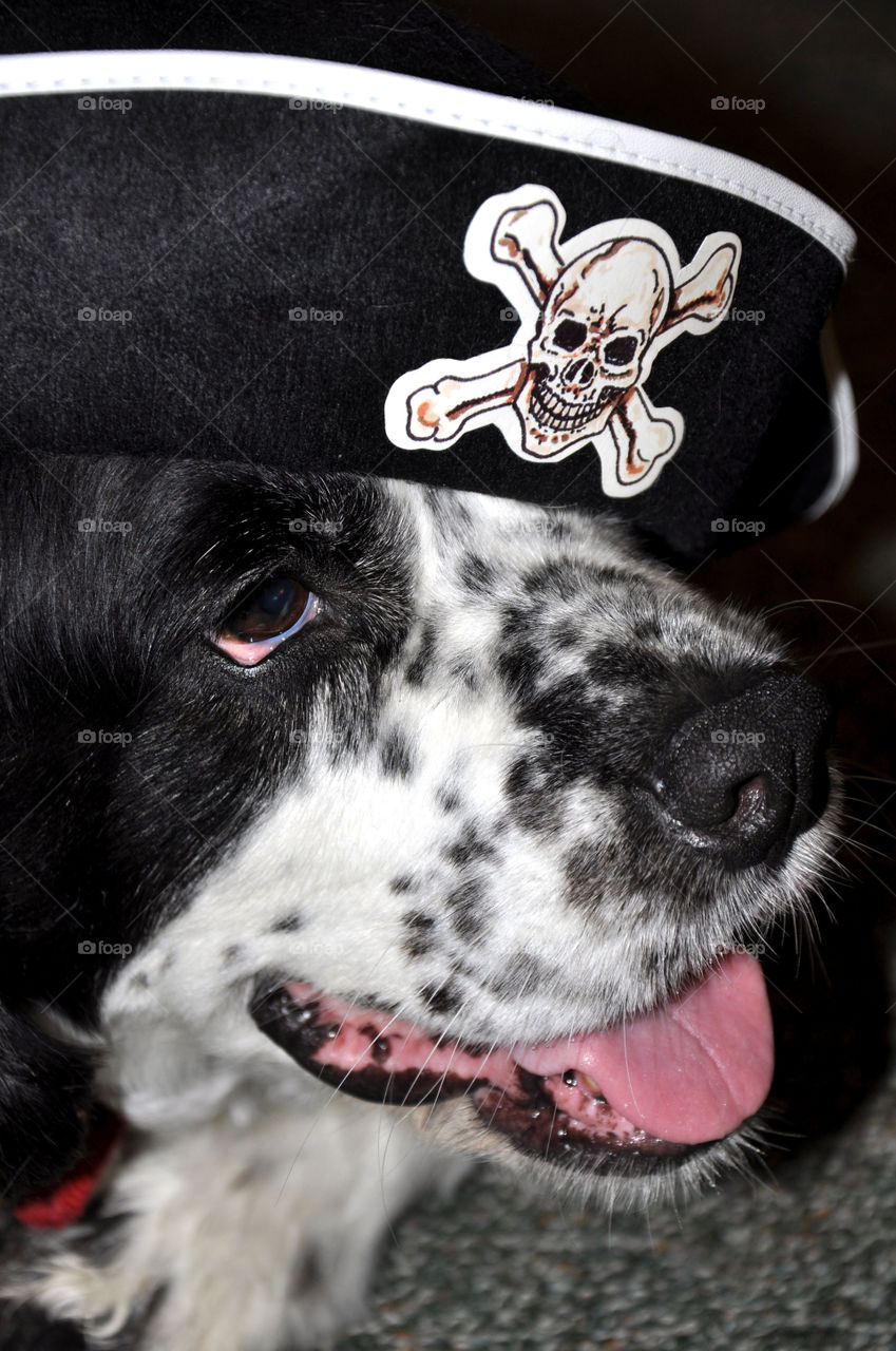 Daisy the Pirate Dog