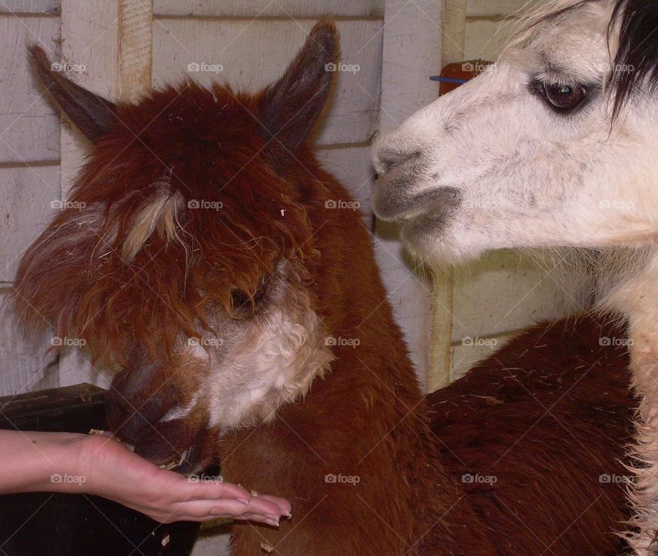 Feeding an Alpaca