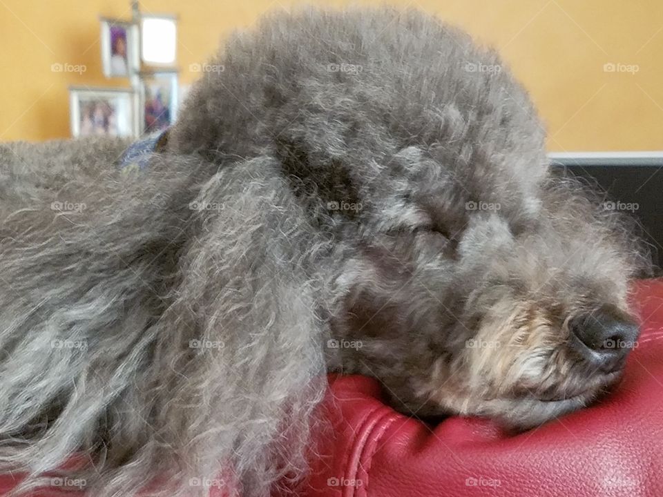 Sleepy Poodle