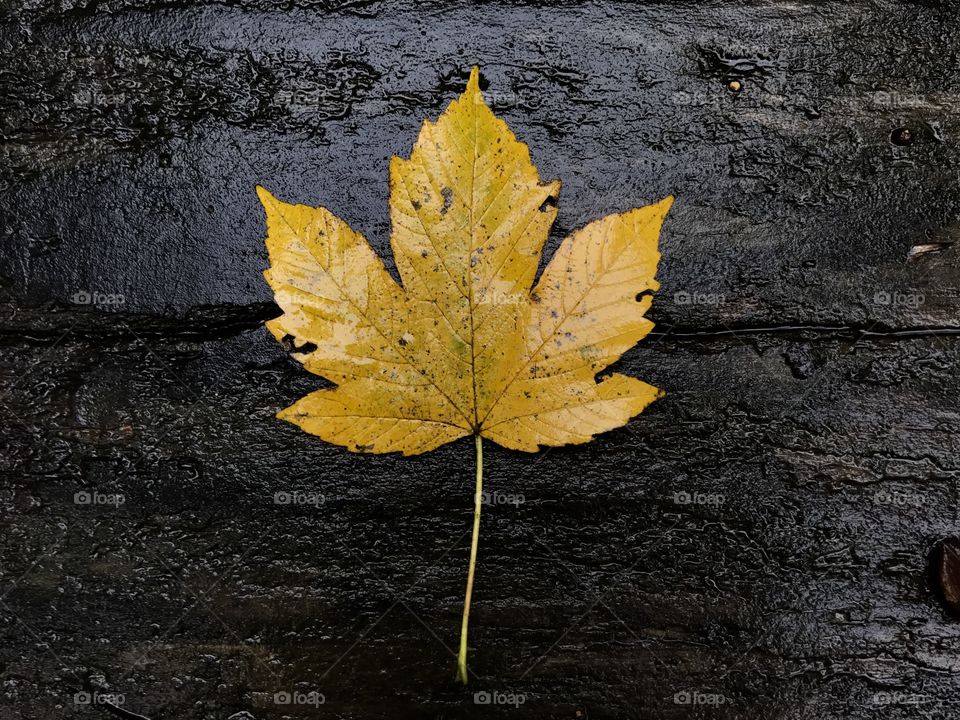 Close-up of maple leaves on wood